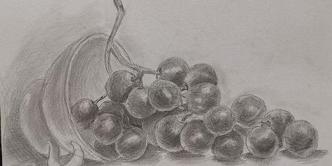 drawing grape